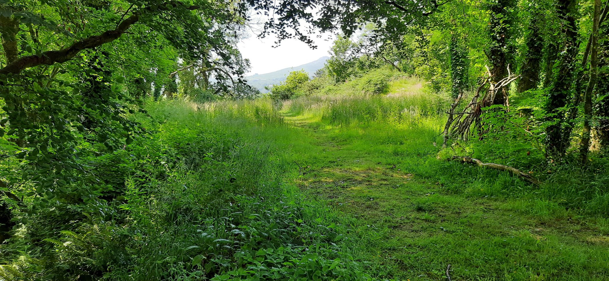 View of path through long grass and hills beyond