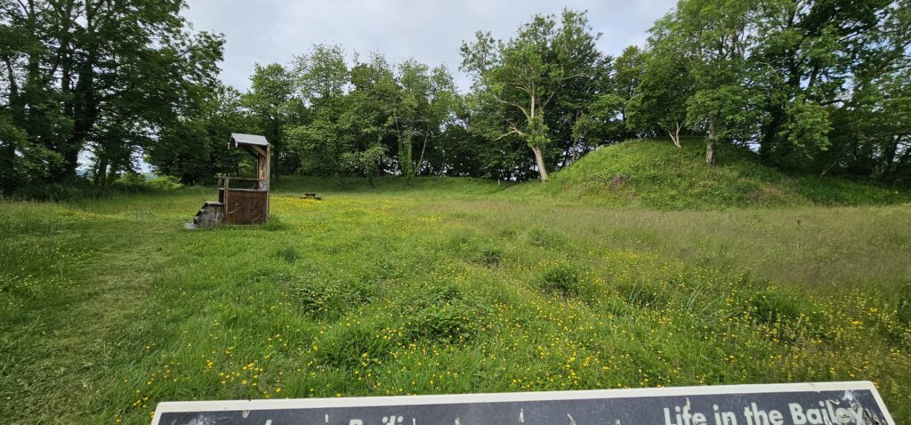 Grass and wildflowers in the Bailey in summer