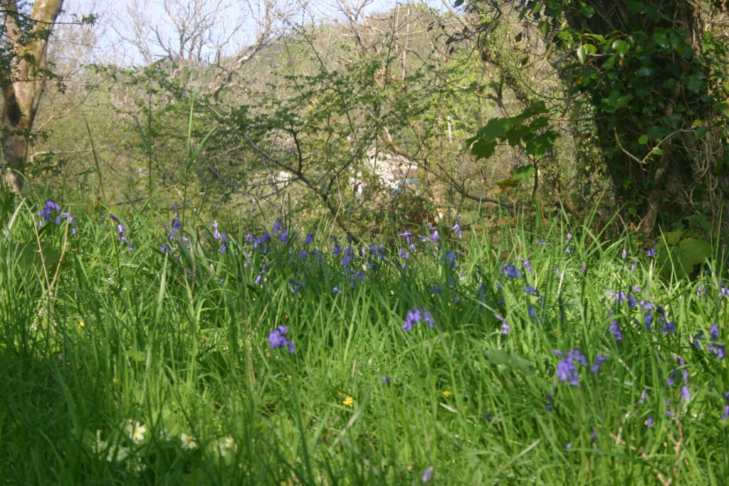 Bluebells seen in the plant survey at Nevern Castle April 2025
